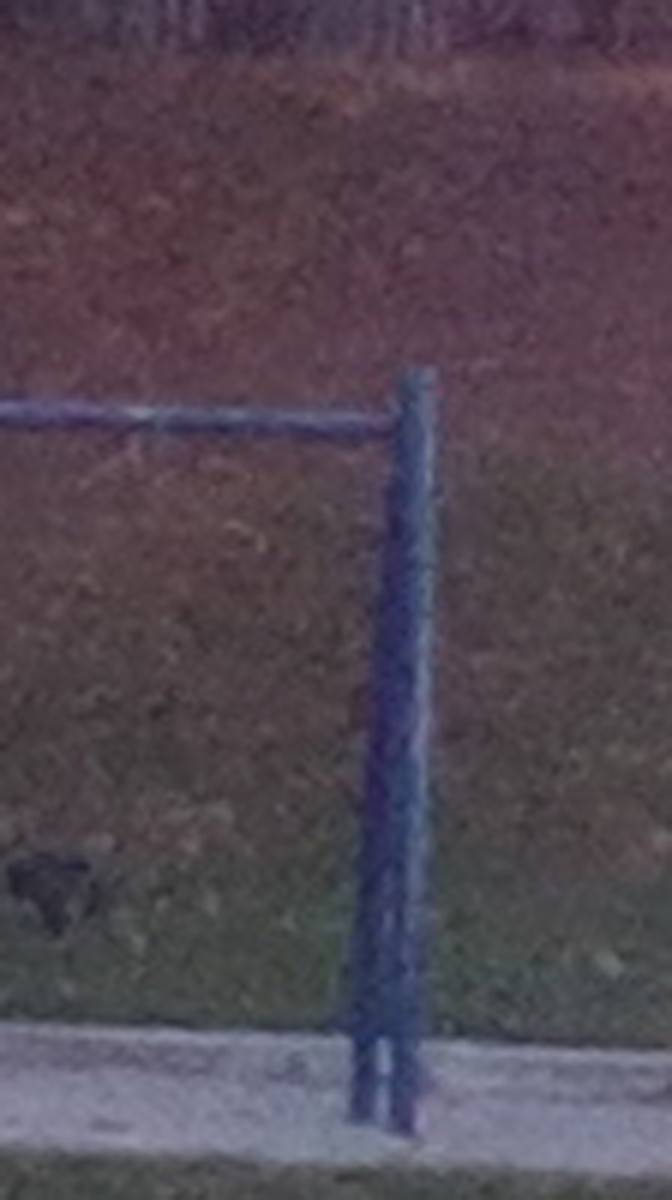 8 MP Cropped Image 2