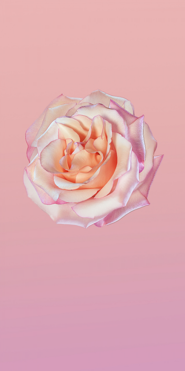 Huawei P20 Stock Wallpaper