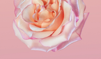 Huawei P20 Stock Wallpaper