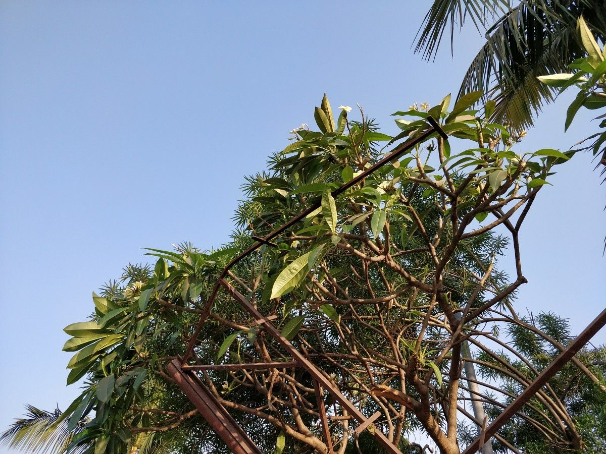 OnePlus 5T camera sample