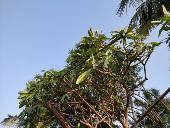 OnePlus 5T camera sample