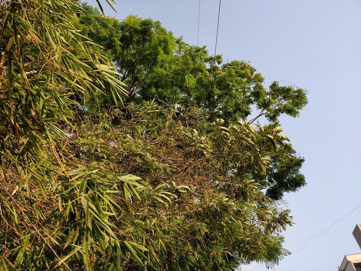 OnePlus 5T camera sample