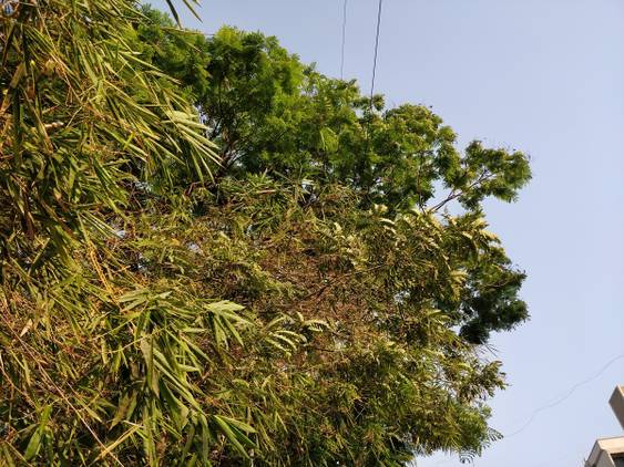 OnePlus 5T camera sample