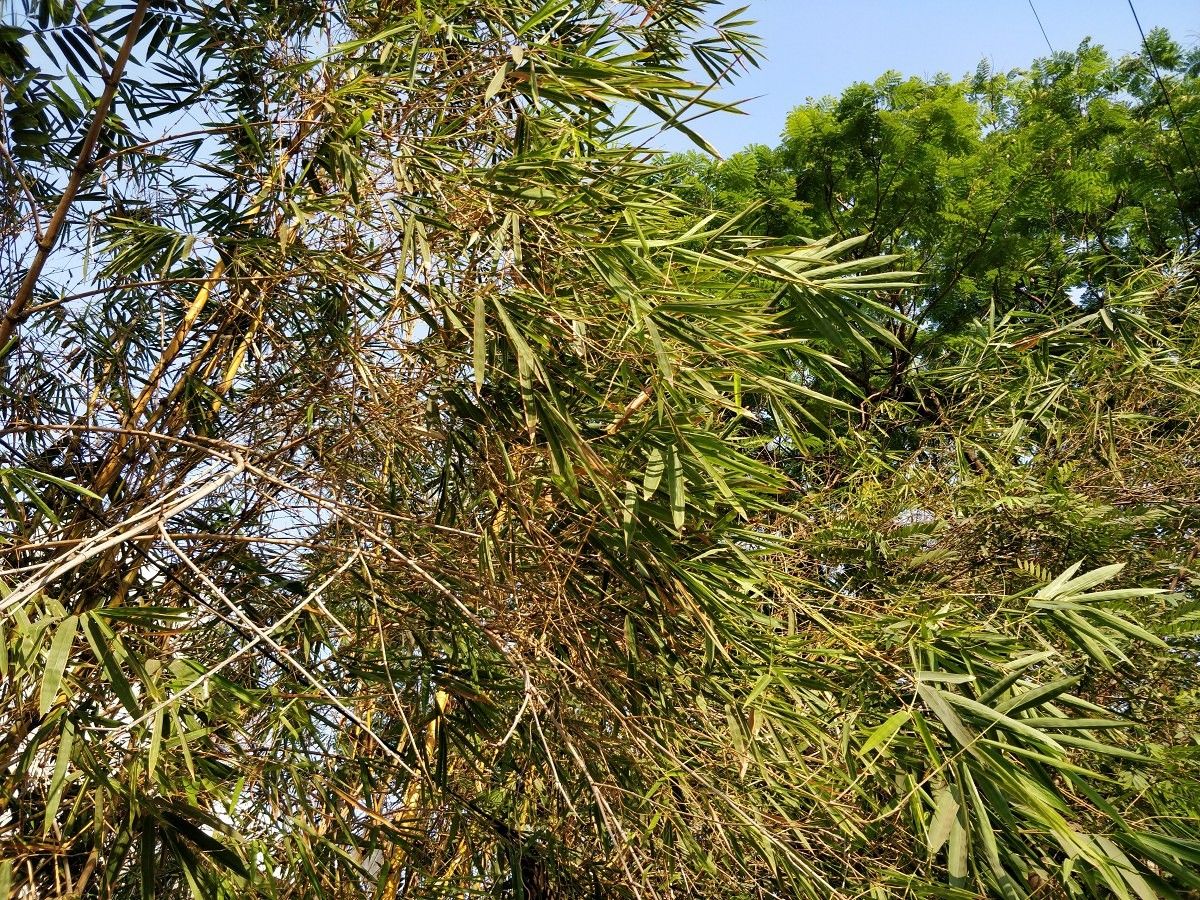 OnePlus 5T camera sample
