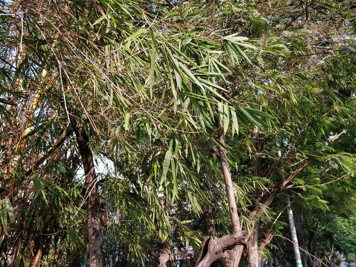 OnePlus 5T camera sample