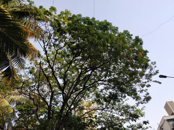 OnePlus 5T camera sample