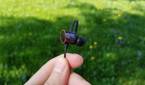 oneplus bullets wireless