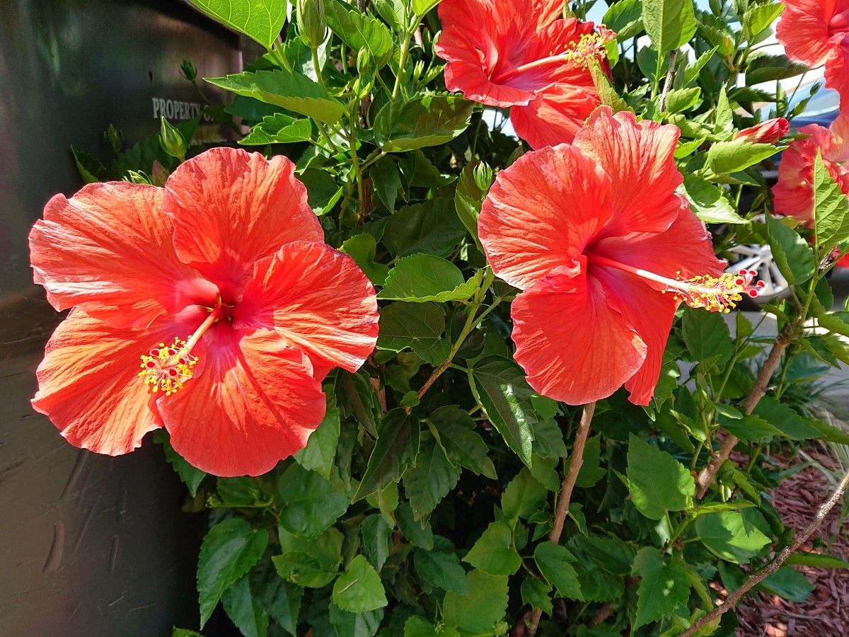 Sony Xperia XZ2