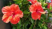 Sony Xperia XZ2