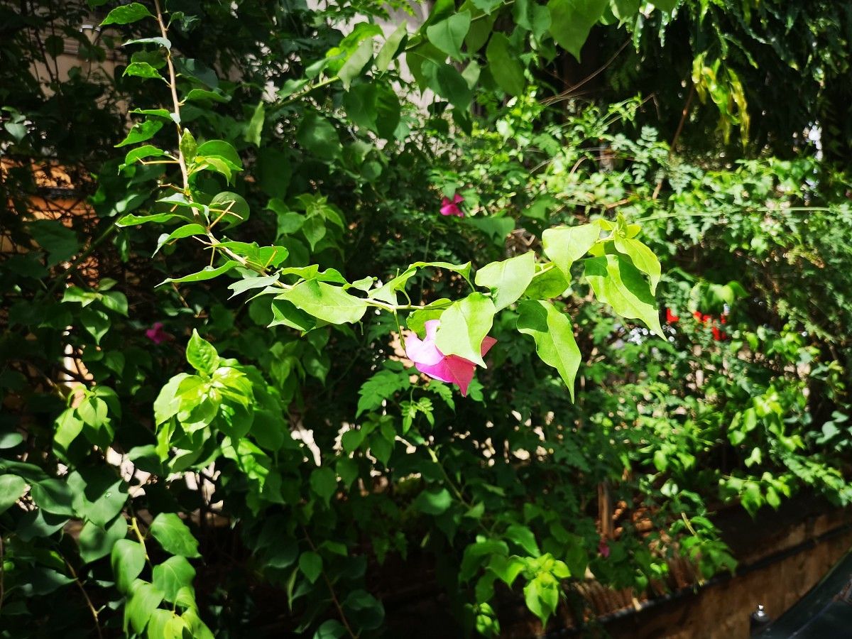 Huawei P20 Pro Camera Sample