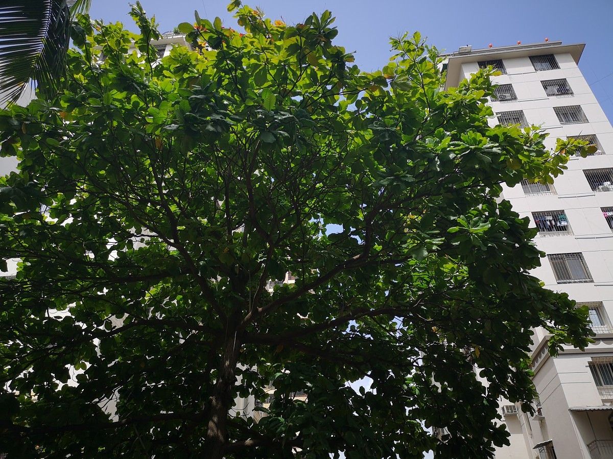 Huawei P20 Pro Camera Sample