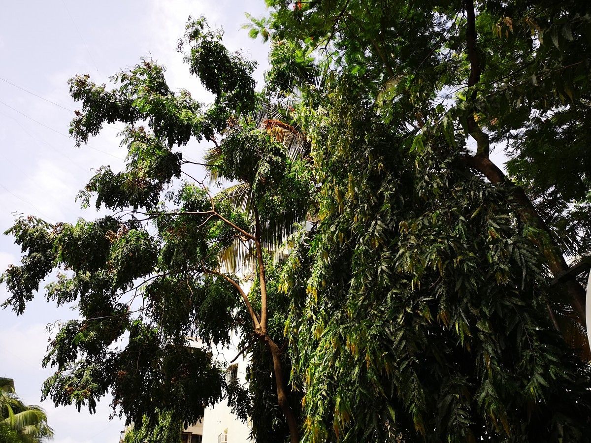 Huawei P20 Pro Camera Sample