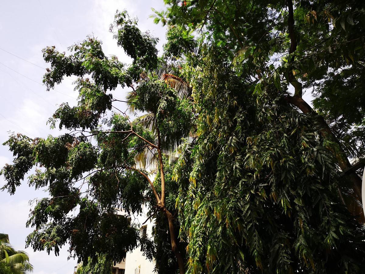 Huawei P20 Pro Camera Sample