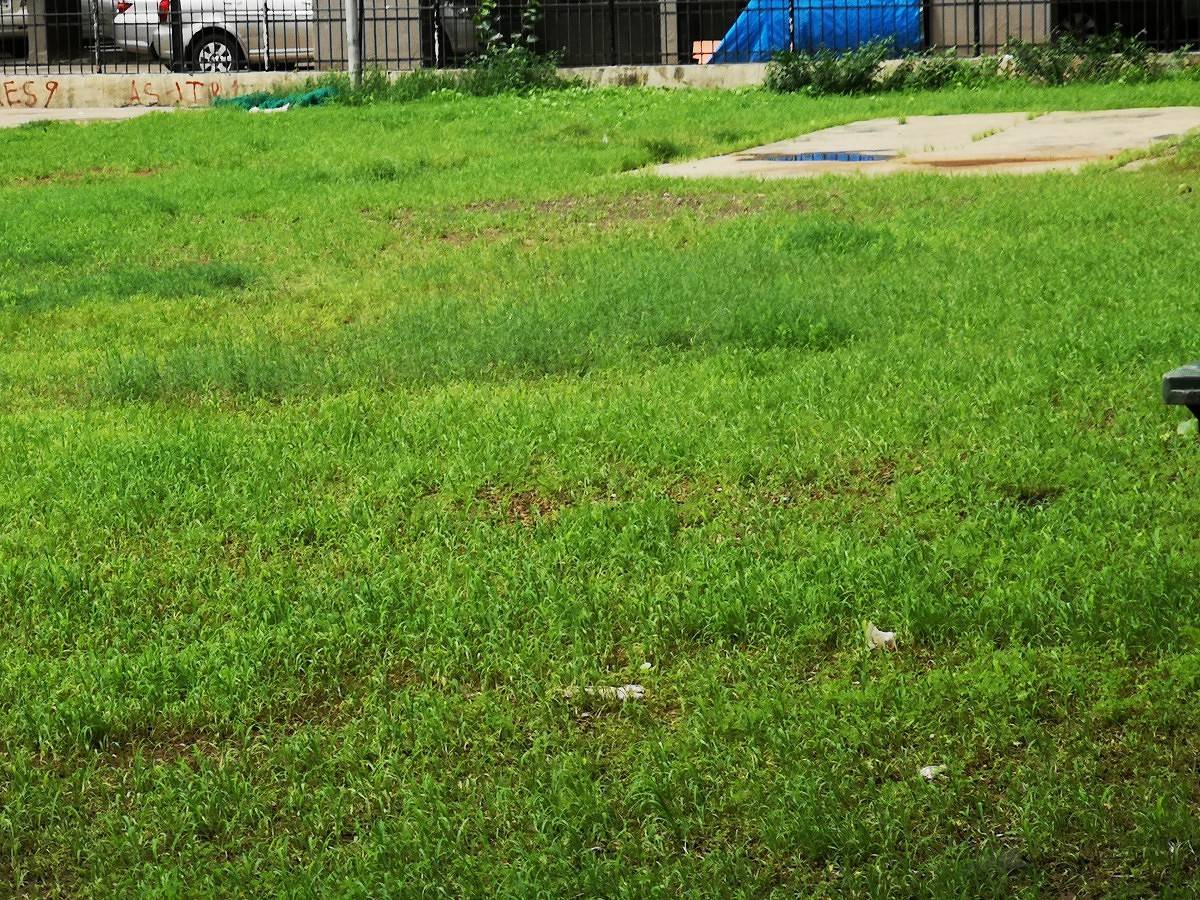 Huawei P20 Pro Camera Sample 5x Zoom
