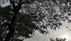 Huawei P20 Pro Daylight Camera Sample