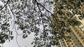 Huawei P20 Pro Daylight Camera Sample