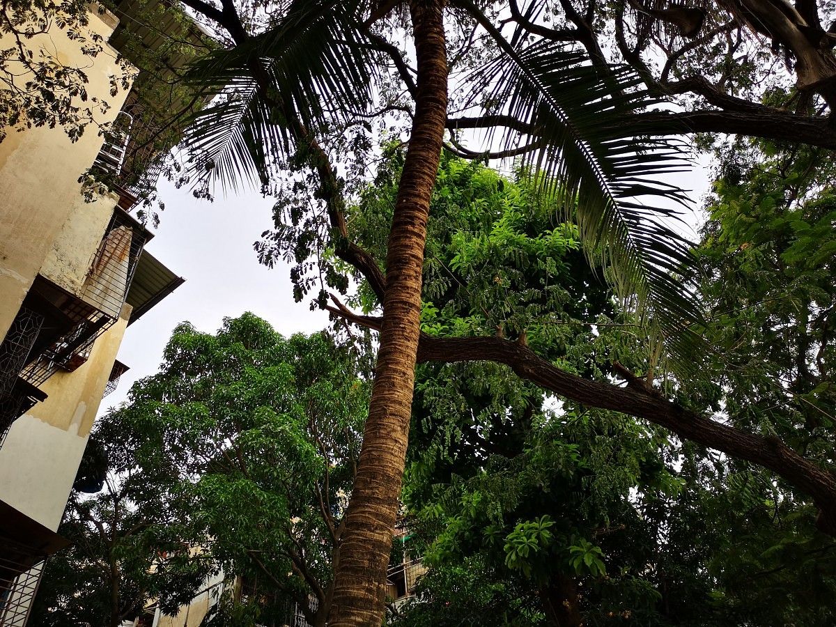 Huawei P20 Pro Daylight Camera Sample