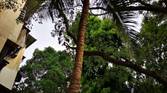 Huawei P20 Pro Daylight Camera Sample
