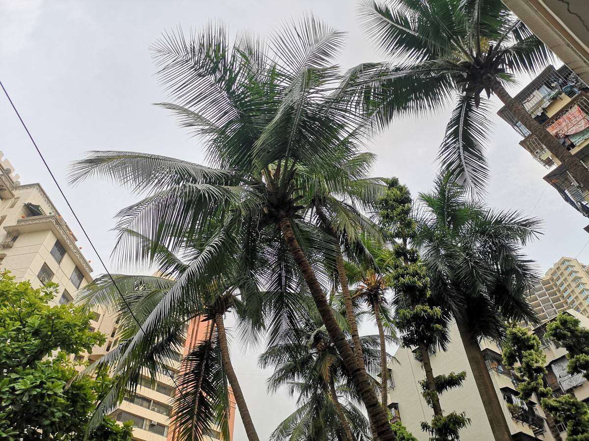 Huawei P20 Pro Daylight Camera Sample
