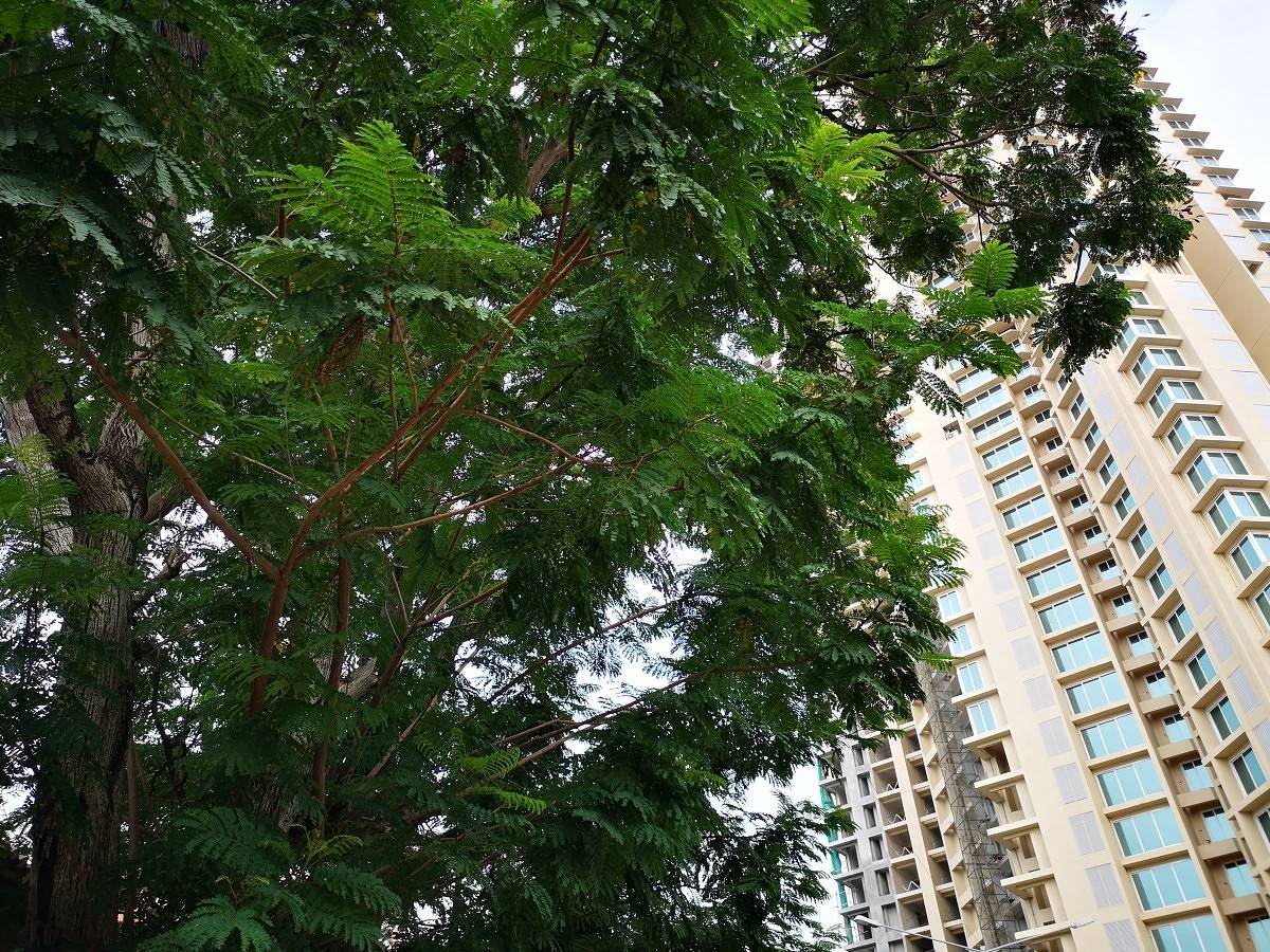 Huawei P20 Pro Daylight Camera Sample