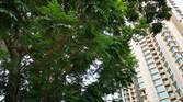 Huawei P20 Pro Daylight Camera Sample