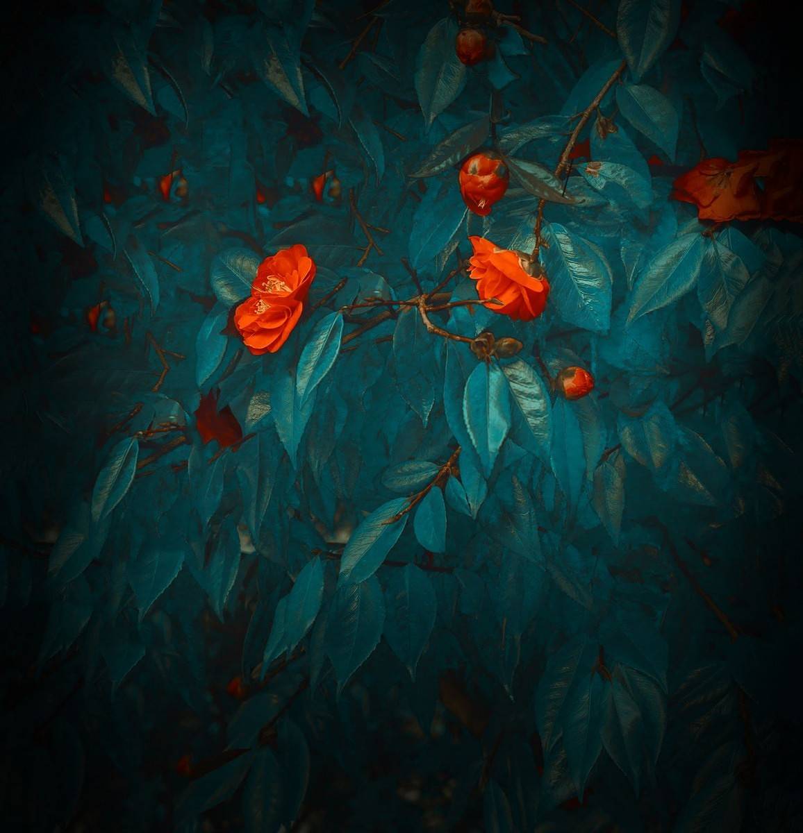 Huawei Mate 20 Wallpapers