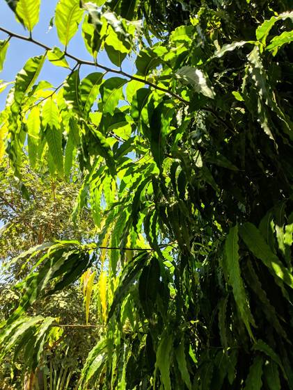 Poco F1 Google Camera port