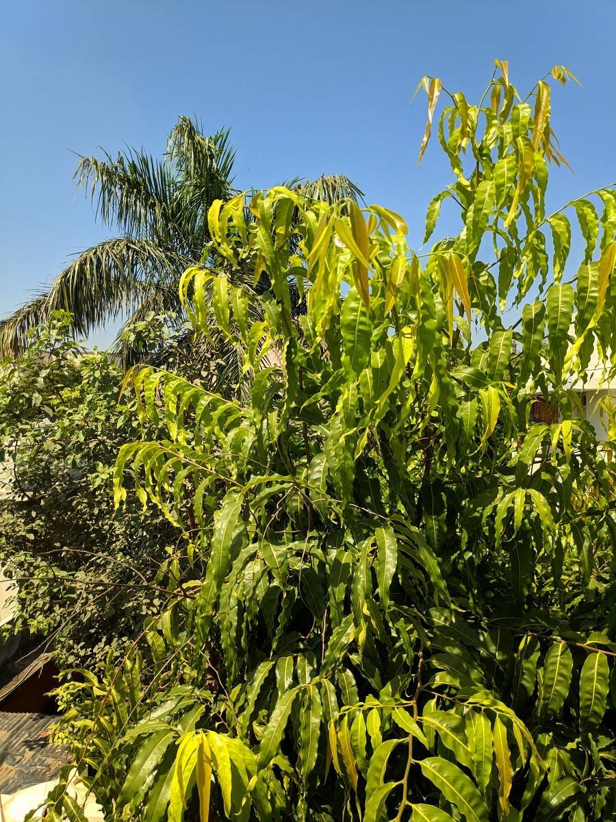 Poco F1 Google Camera port