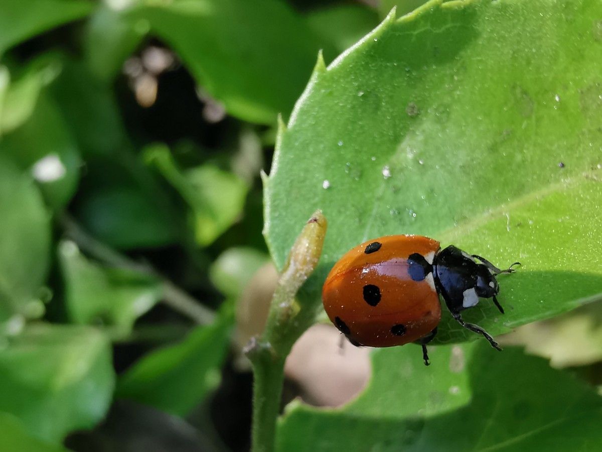 huawei P30 pro macro