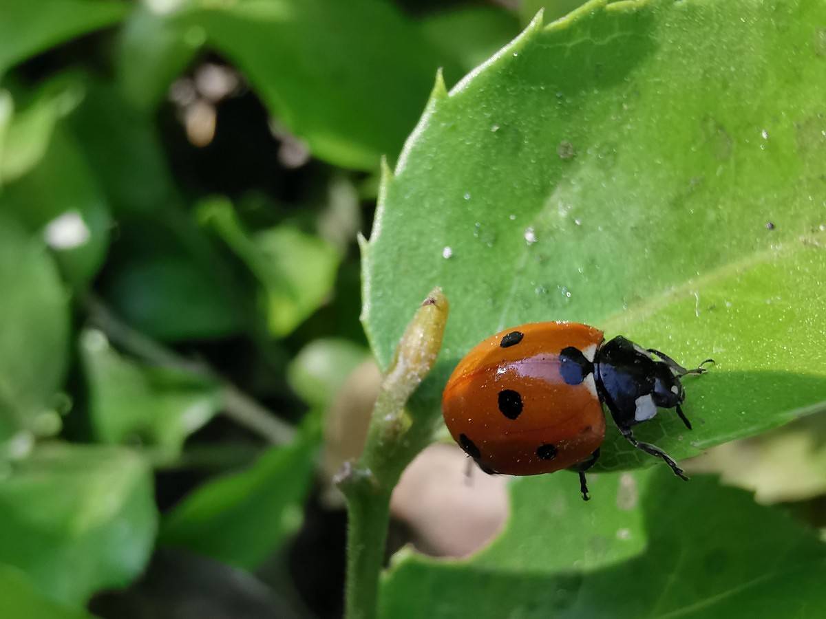 huawei P30 pro macro