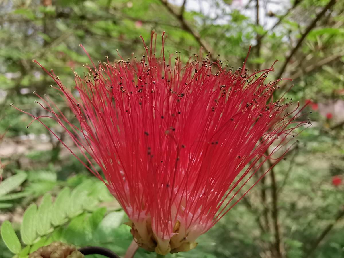 huawei P30 pro macro