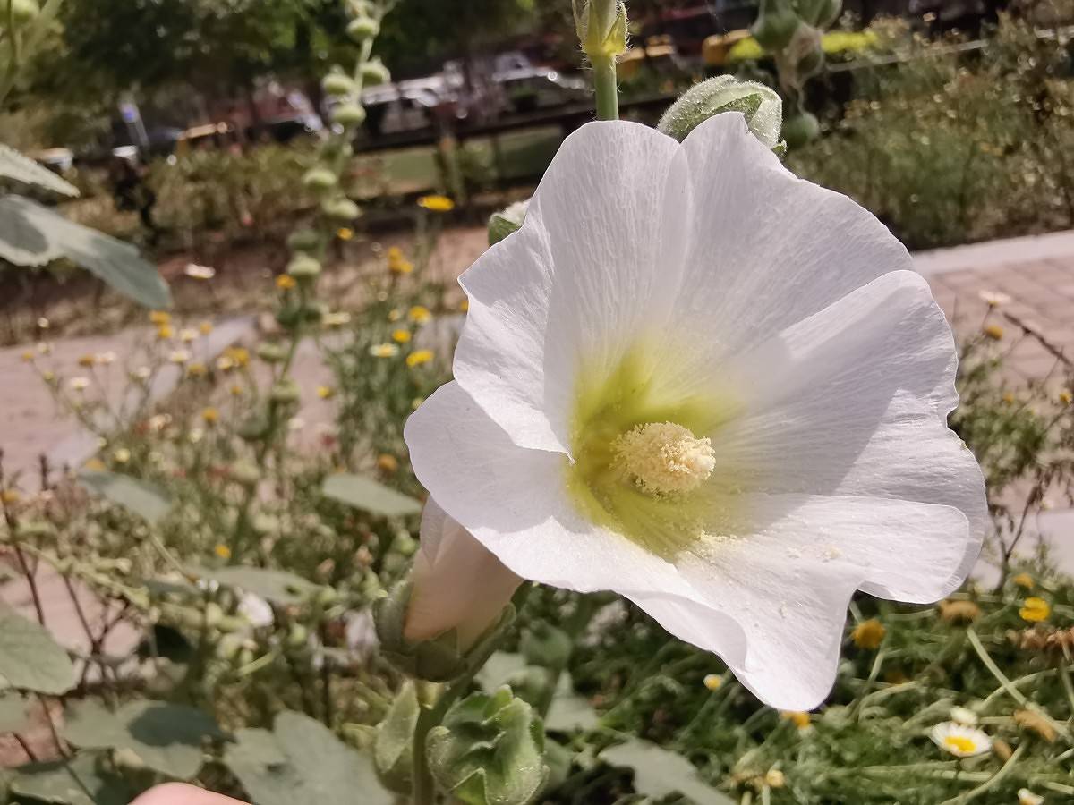 huawei P30 pro macro
