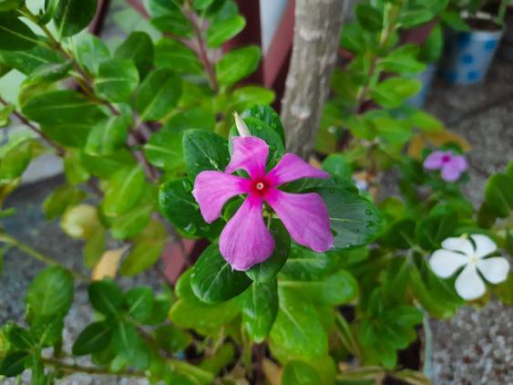 Samsung Galaxy a50s camera