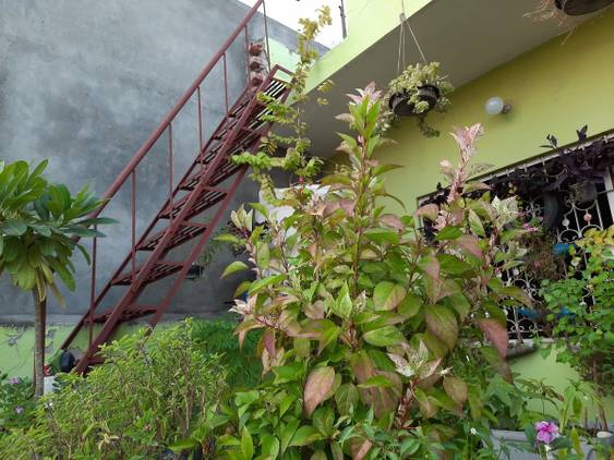 Samsung Galaxy A50s camera