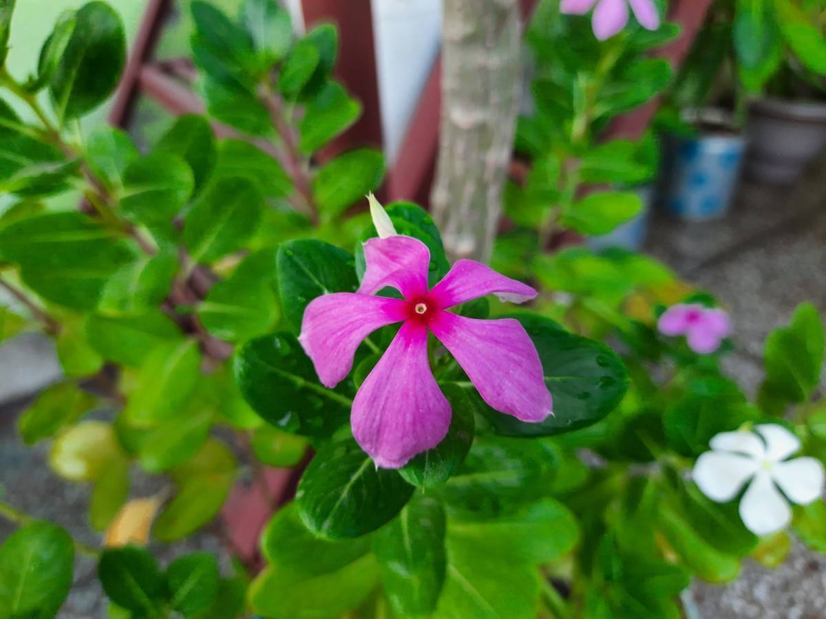Samsung Galaxy M30s camera