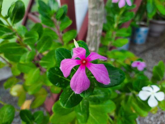 Samsung Galaxy M30s camera