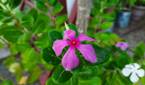 Samsung Galaxy M30s camera