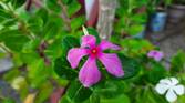 Samsung Galaxy M30s camera