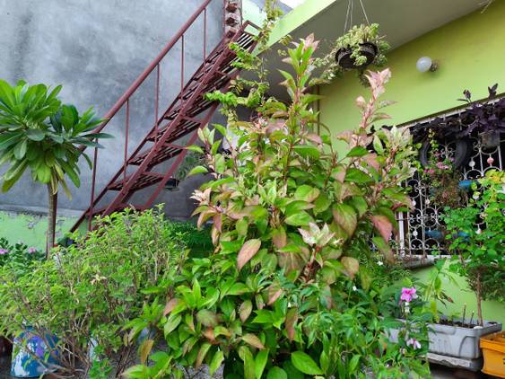 Samsung Galaxy M30s camera