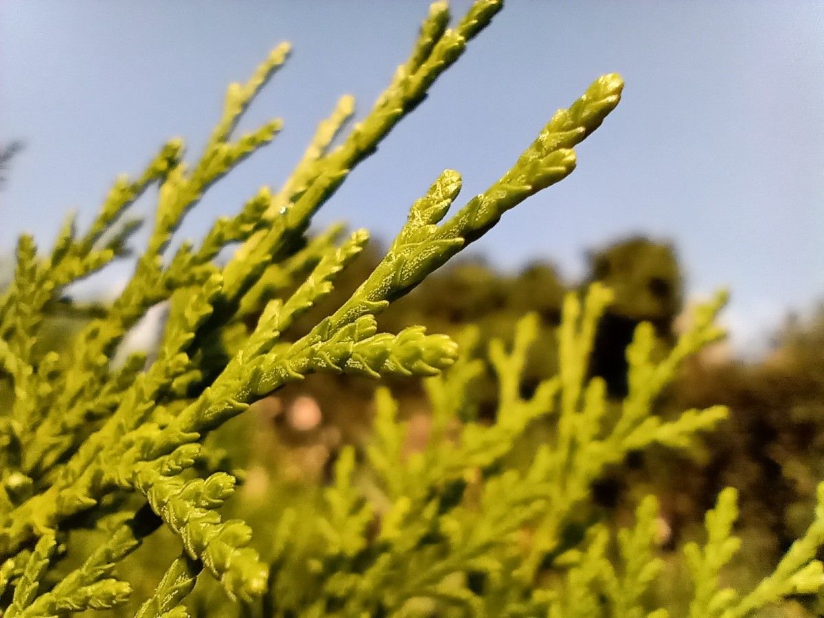 motorola one macro camera review