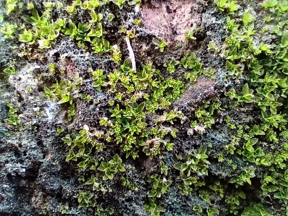 motorola one macro camera review