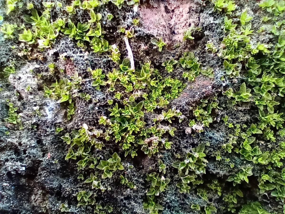 motorola one macro camera review