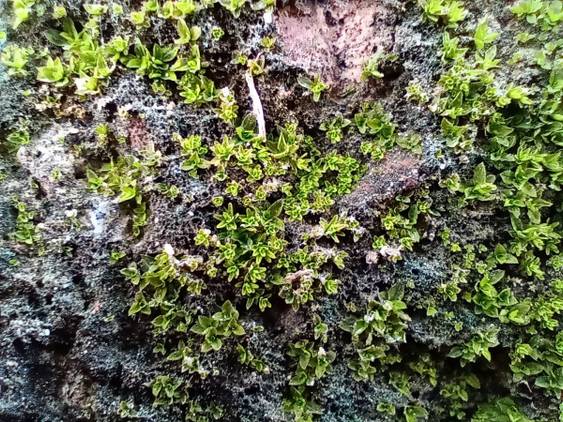 motorola one macro camera review