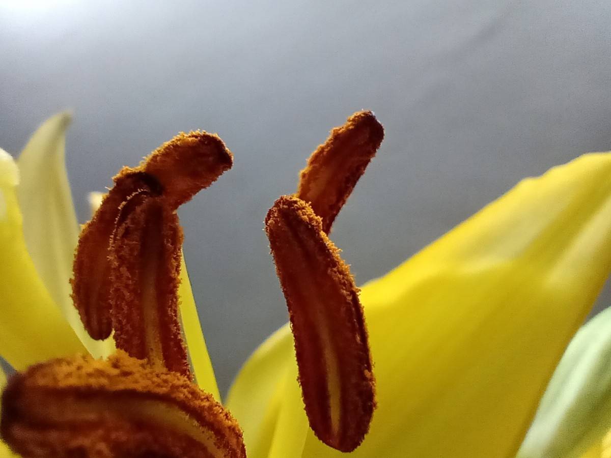 motorola one macro camera review
