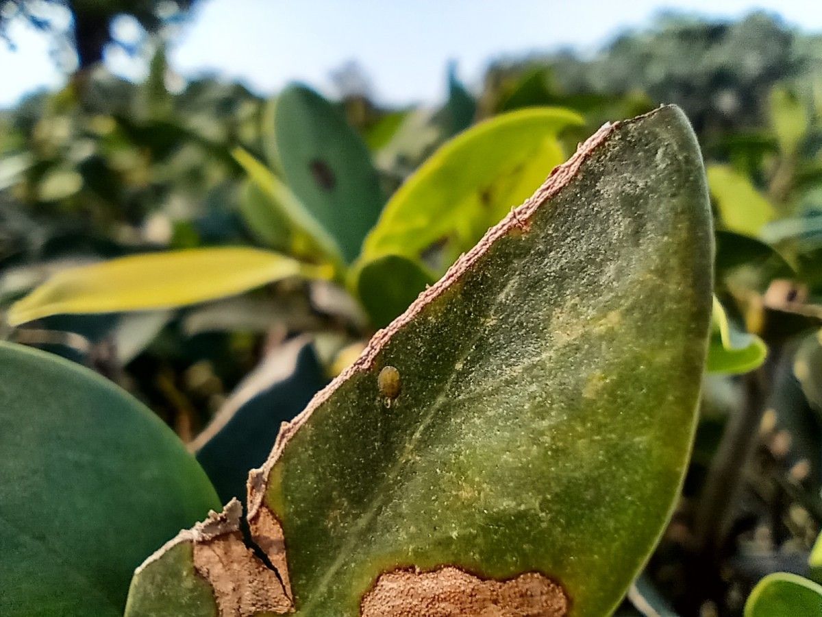 motorola one macro camera review