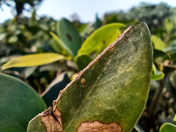 motorola one macro camera review