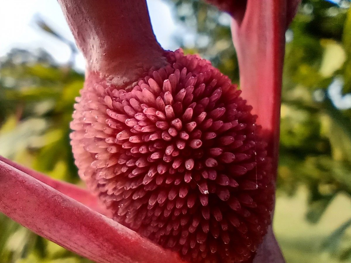 motorola one macro camera review