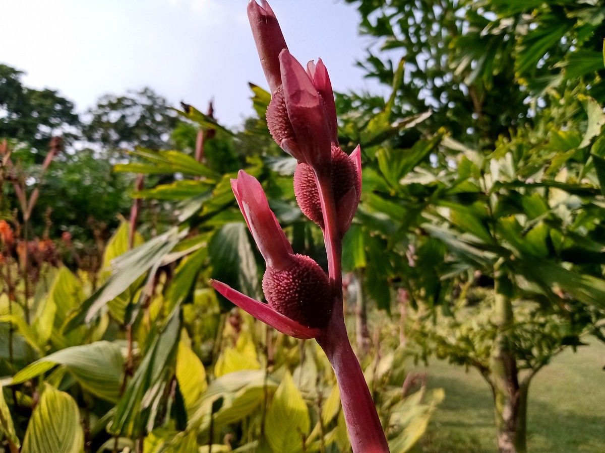 motorola one macro camera review