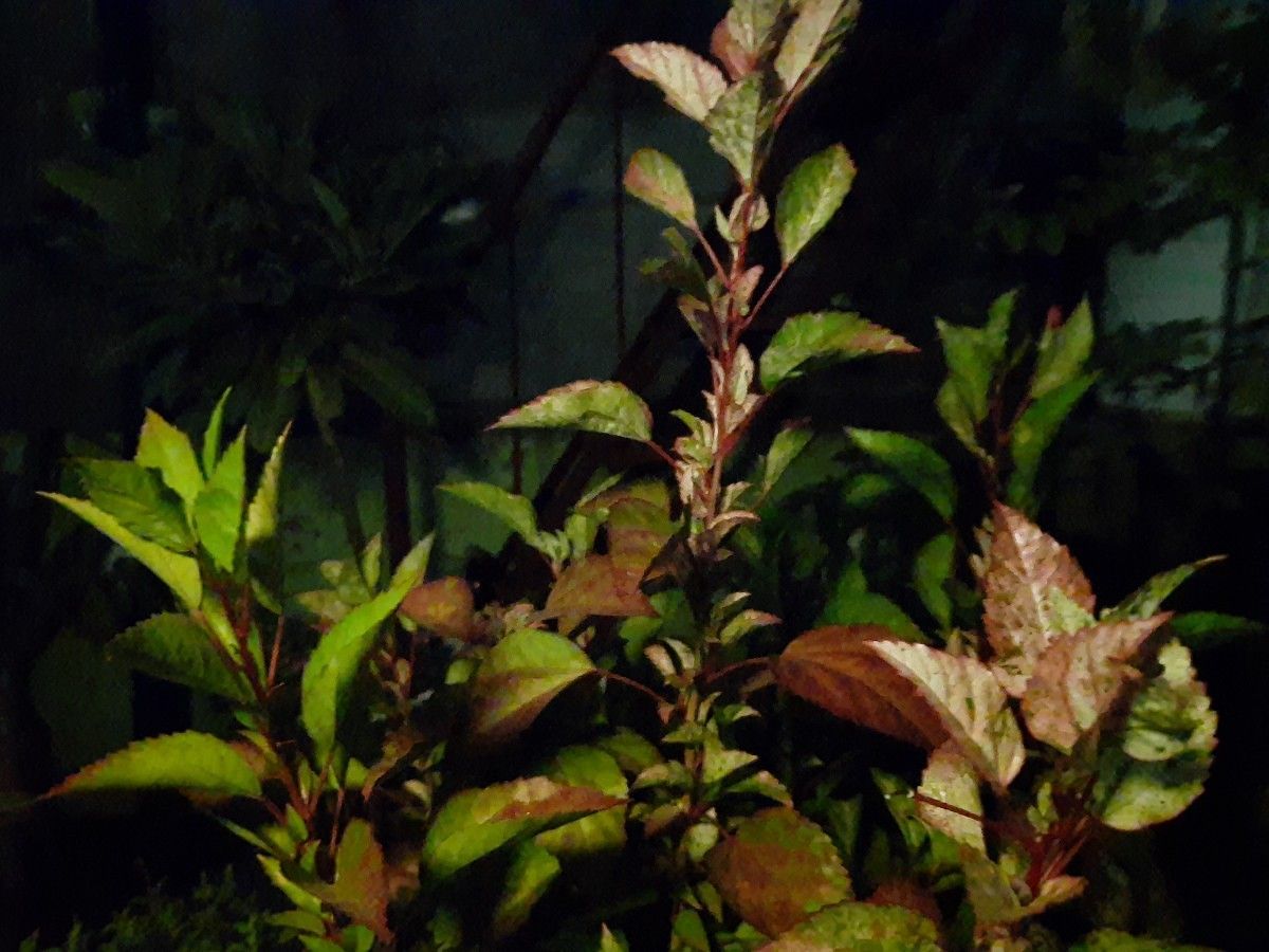 Samsung Galaxy M30s camera