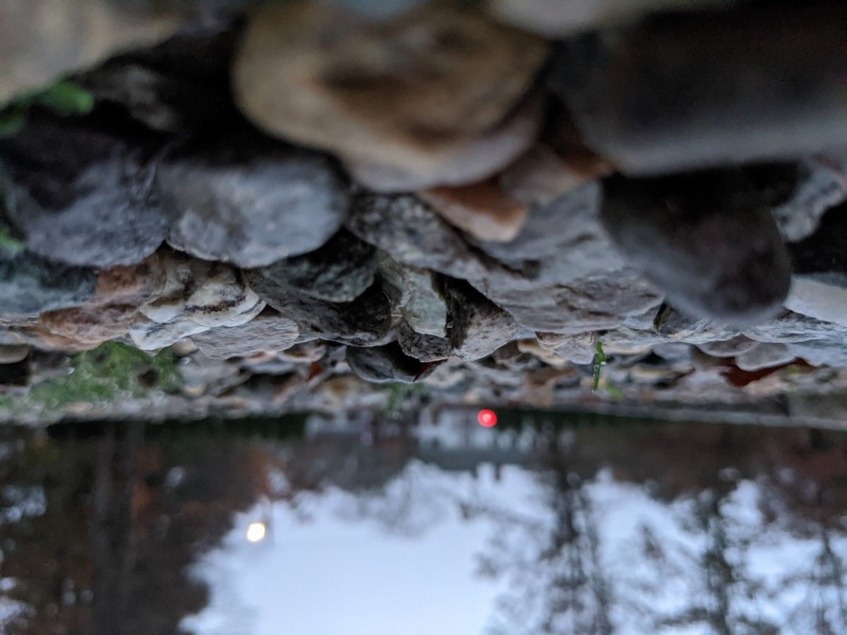 pixel 4
